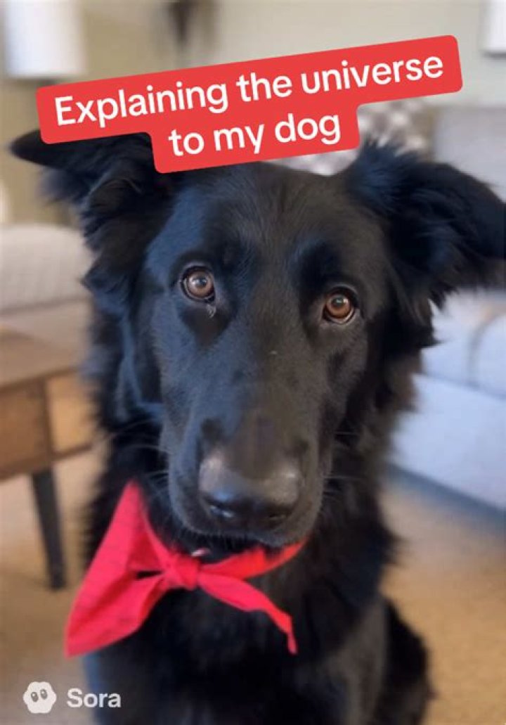 Meet Sora The Dog: A Loyal Companion And Adventurous Spirit