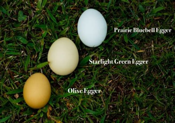 Discovering The Allure Of The Starlight Green Egger