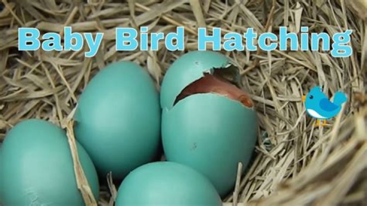 Strange bird nest in garden has blue eggs – see surprise as they hatch 10 days later