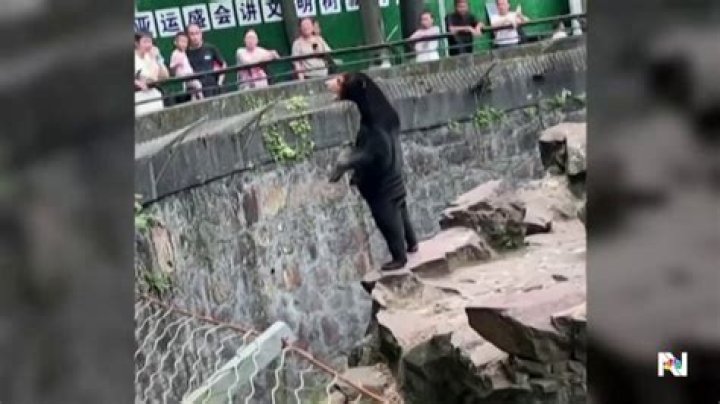 Sun bear in China zoo sparks online debate