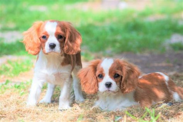 Discovering The Teacup Cavalier King Charles Spaniel: A Delightful Companion
