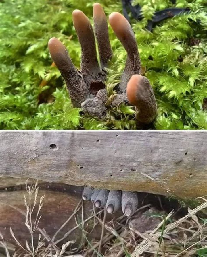The ‘Dead Man’s Fingers’ Fungus looks as creepy as it sounds