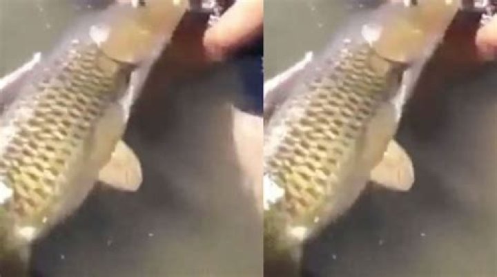 The Fish Video Viral: A Deep Dive Into Internet Fame