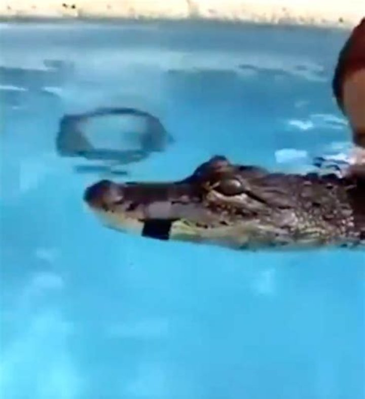 TikTok star Lele Pons accused of animal cruelty over clip of pet crocodile with its mouth taped shut