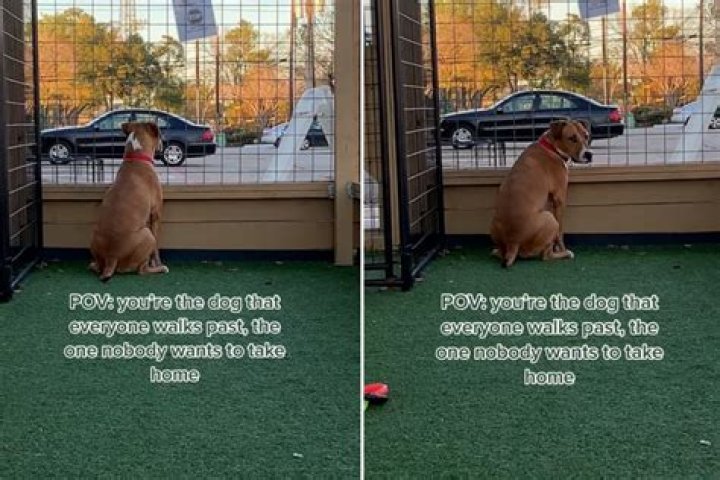 Dog Who 'Everyone Walks Past' Finds Forever Home After 5th Adoption Attempt