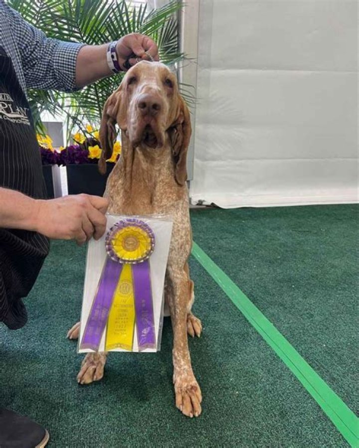 Tim McGraw Is 'So Proud' of Dog Lepshi for Westminster Show Win