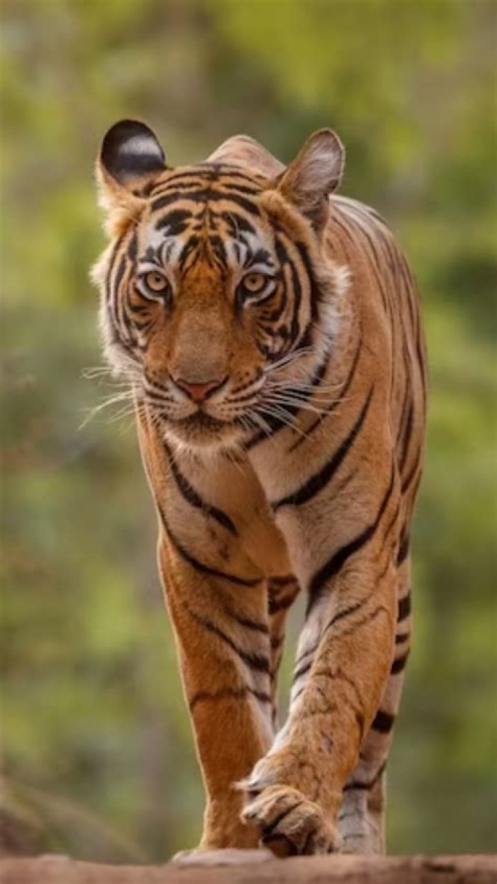 Top 10 most dangerous apex predators in the world