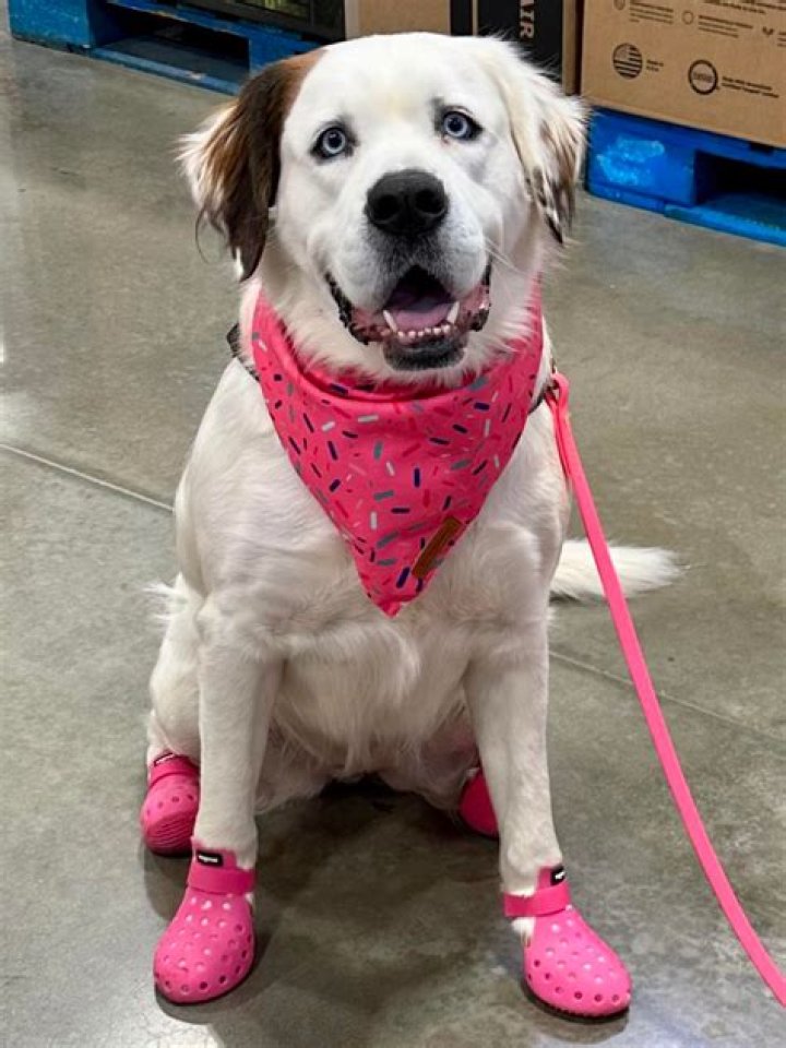 Try Not to Smile at This Trainee Service Dog Wearing Croc-Like Shoes