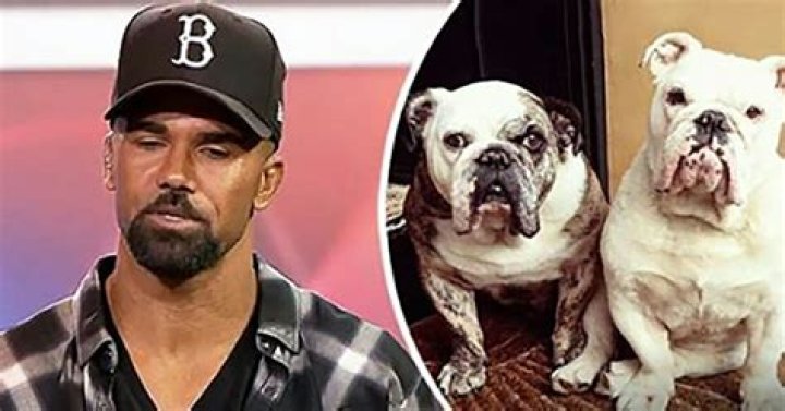 TV star Shemar Moore endures more tragedy after losing his two beloved four-legged friends