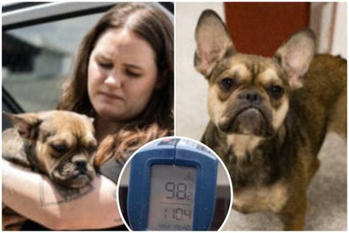 Two Dogs Found Dead After Being Left on Balcony in Texas Heat