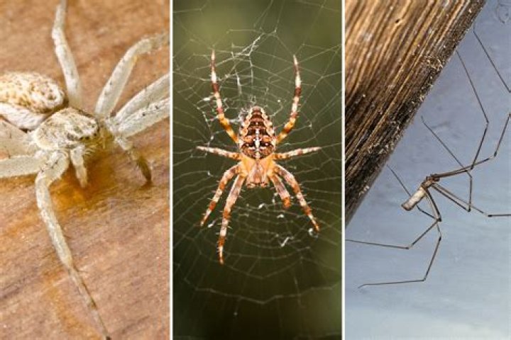 UK spiders: The 24 British spiders you're most likely to find in your house