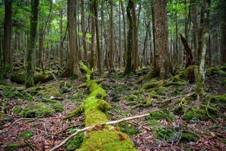 Unexplained mystery of Japan's forest of death – India TV