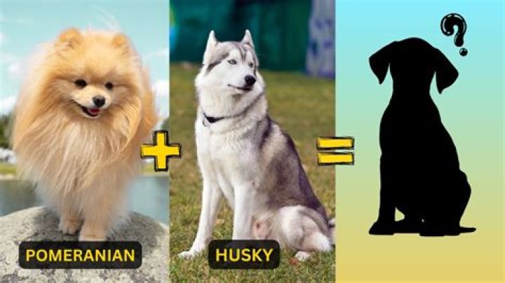 Golden Retriever and Spaniel Mix Goes Viral With His Unique Furry Features