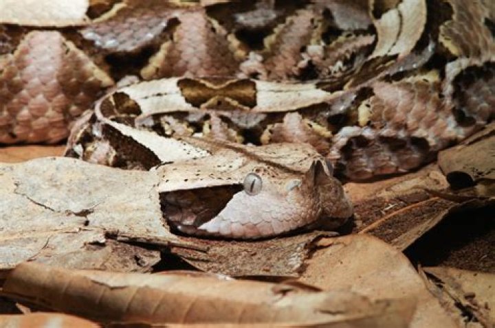 Unveiling the enigmatic Gaboon Viper: Nature’s master of camouflage and lethal precision