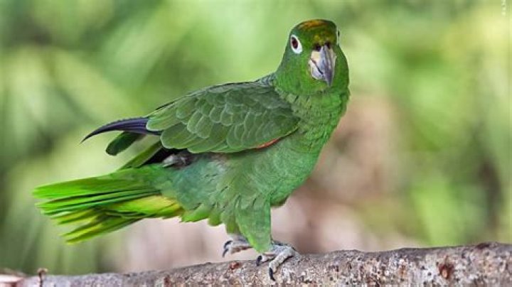 Put photo of green parrot in north direction for business growth – India TV