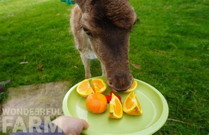 What animal eats cantaloupe?