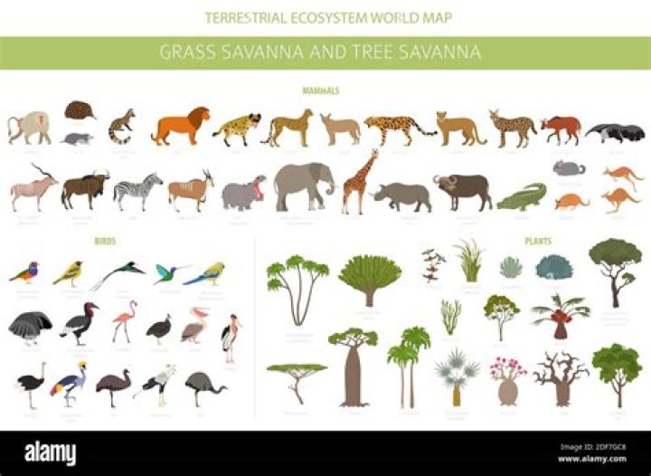 What animals eat grass in the savanna?