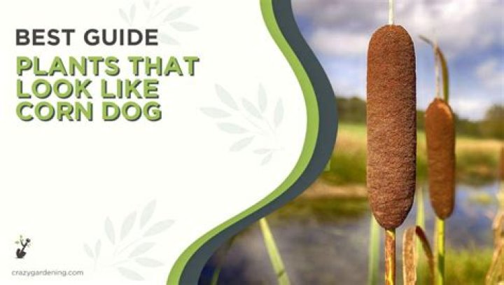 What are those things that look like corn dogs?