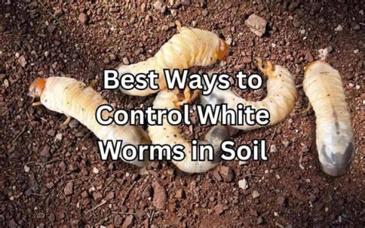 What Are White Worms In Soil