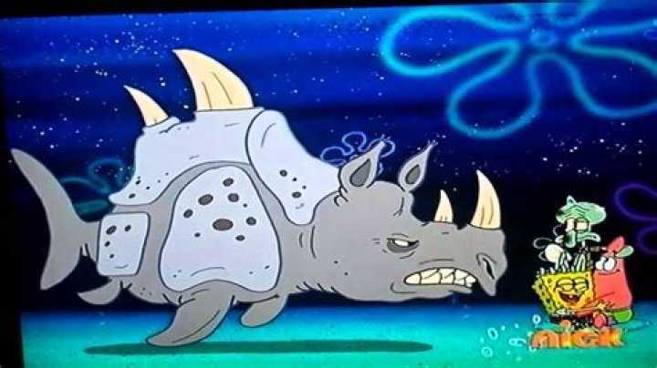 What attracts a sea bear?