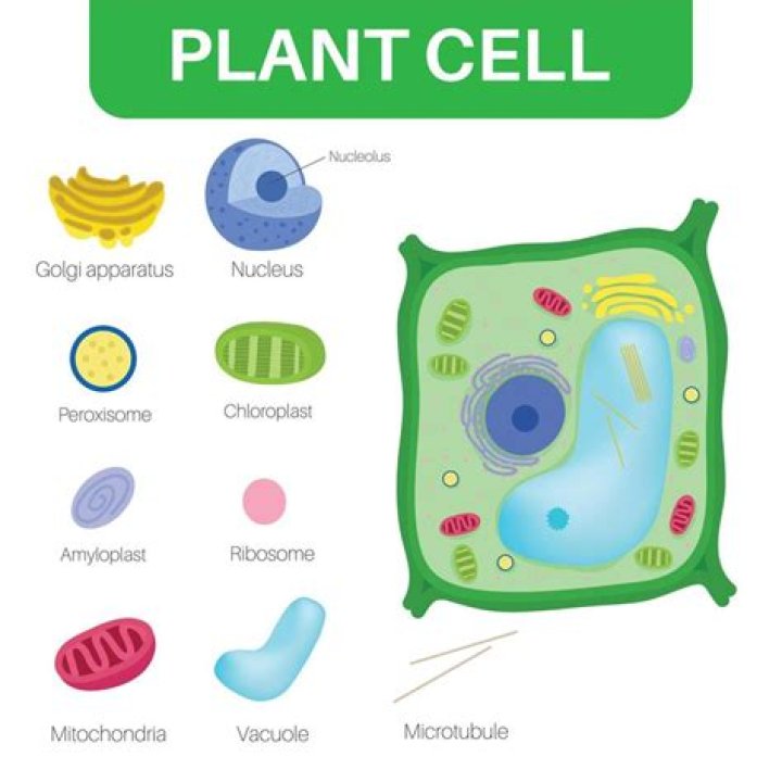 Quick Answer: What Color Are Plant Cells
