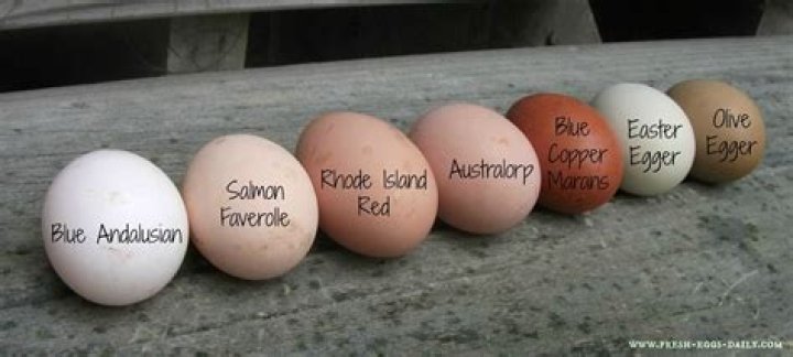 Quick Answer: What Color Eggs Do Black Australorps Lay