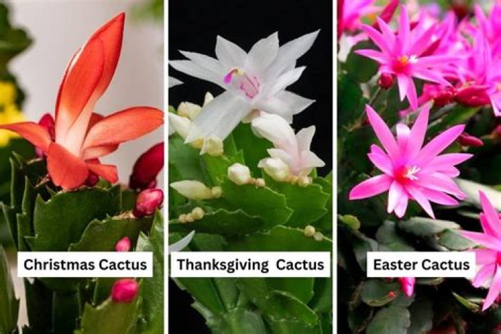 Question: What Colors Do Christmas Cactus Come In