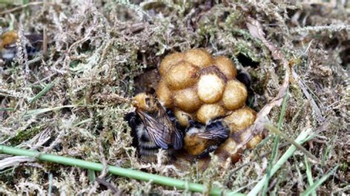 Question: What Do Bumblebee Nests Look Like