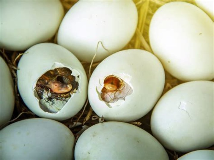 Question: What Do Duck Eggs Look Like Before They Hatch