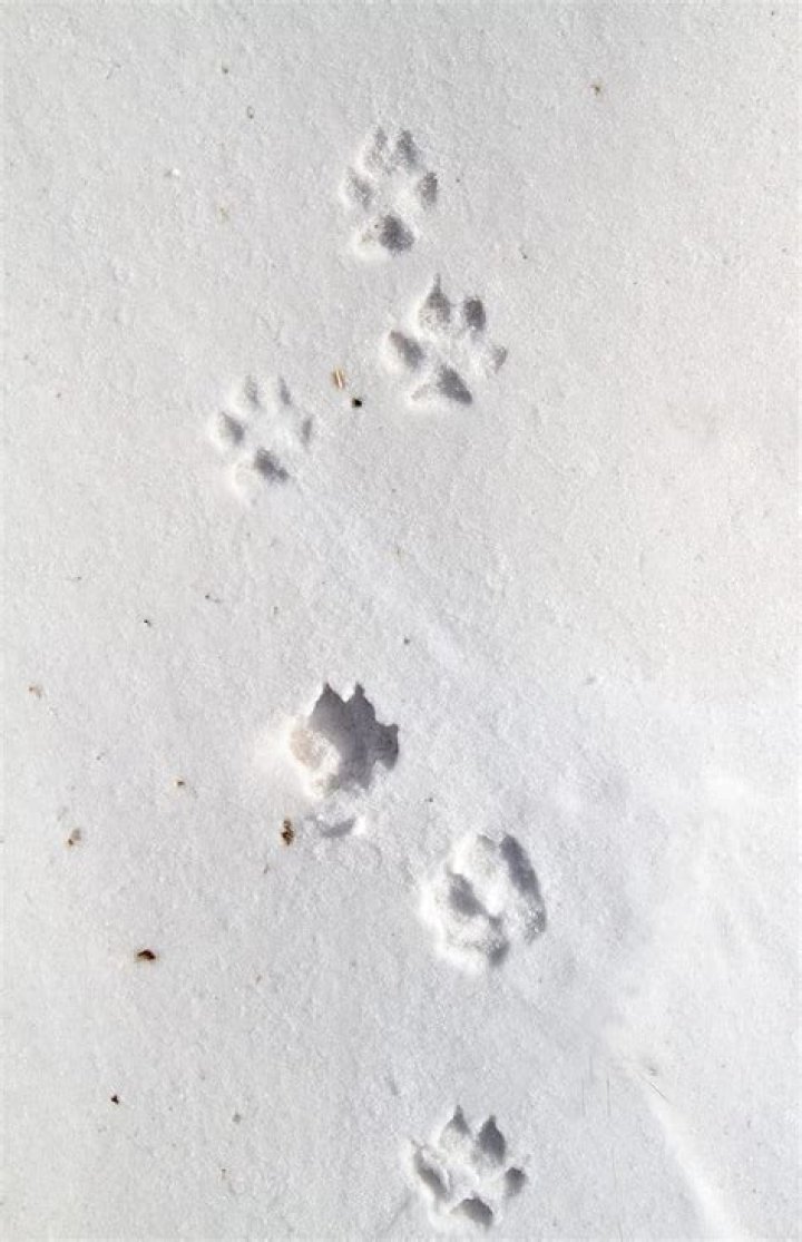 What Do Fox Tracks Look Like In The Snow