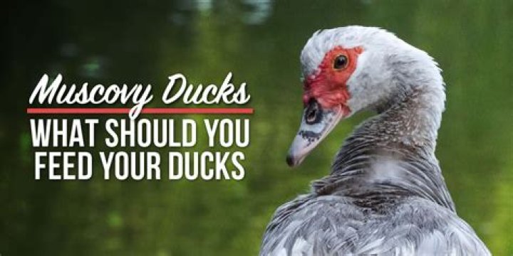 Question: What Do Muscovy Ducks Like To Eat