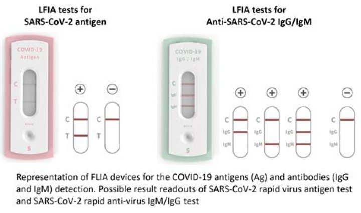 What are the pink lines on your lateral flow test and what do they mean?
