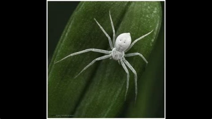 What Does A White Spider Mean