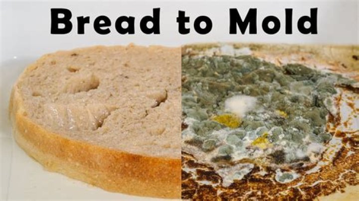 What does moldy bread taste like?
