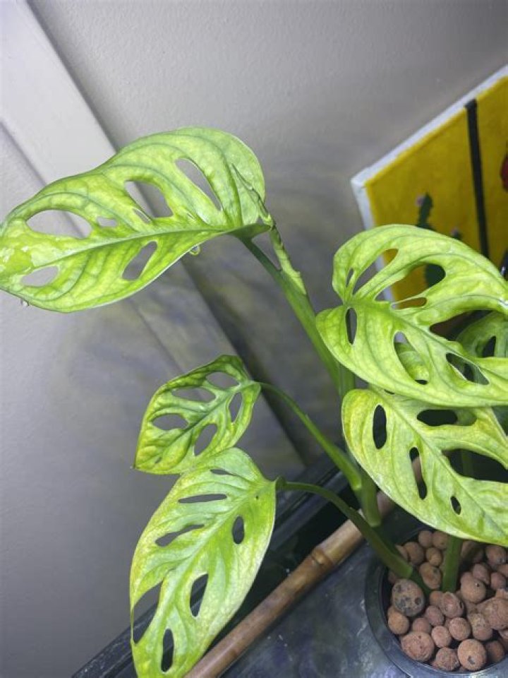 What Does Red Led Lights Mean Sexually