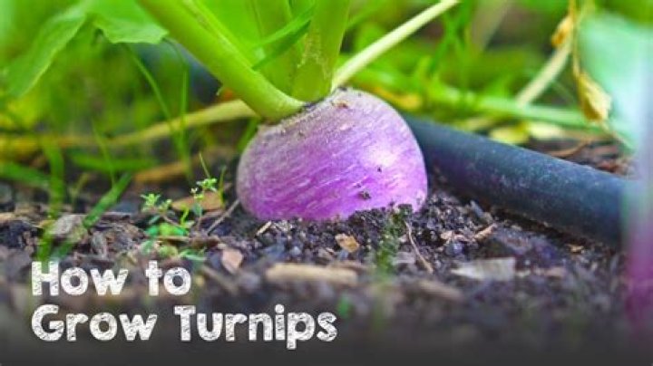 What Does Turnips Look Like