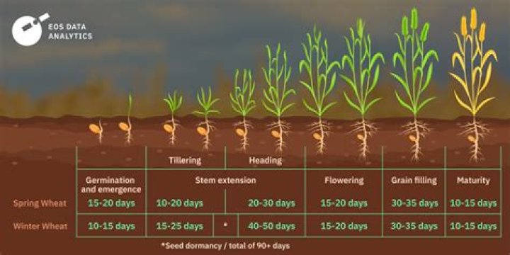 Quick Answer: What Does Wheat Look Like Growing