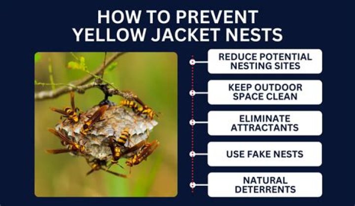 What Eats Yellow Jacket Nests