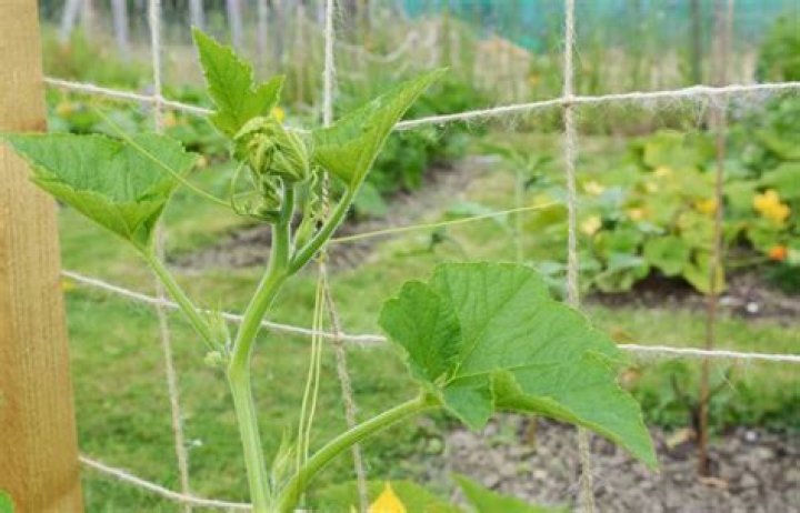 What Foods Grow On Vines