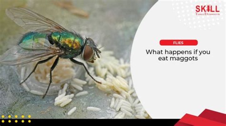 Question: What Happens If You Eat Maggots