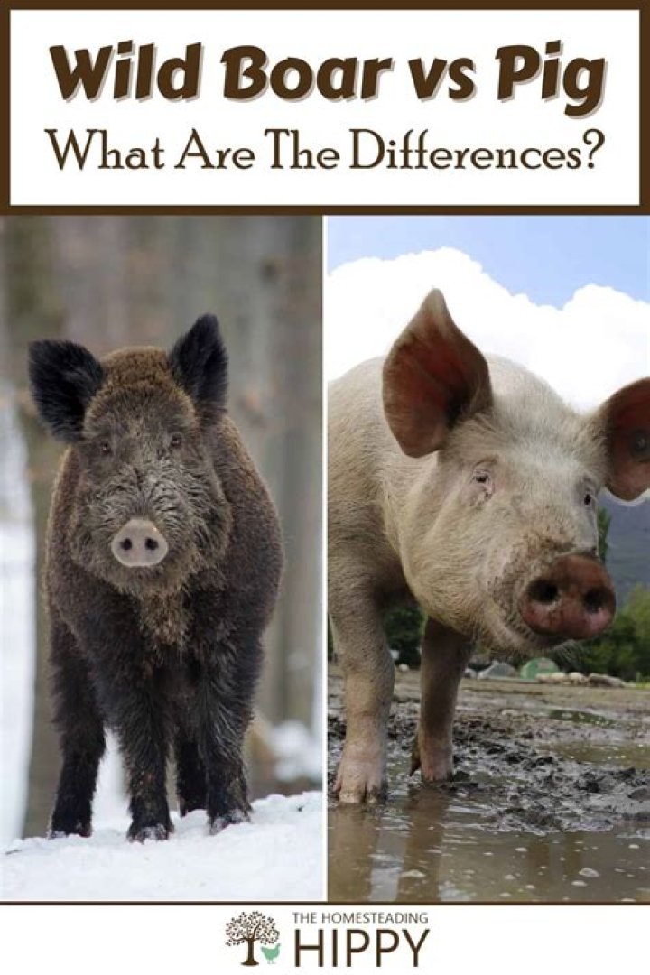 What is a boar pig Shakespeare?