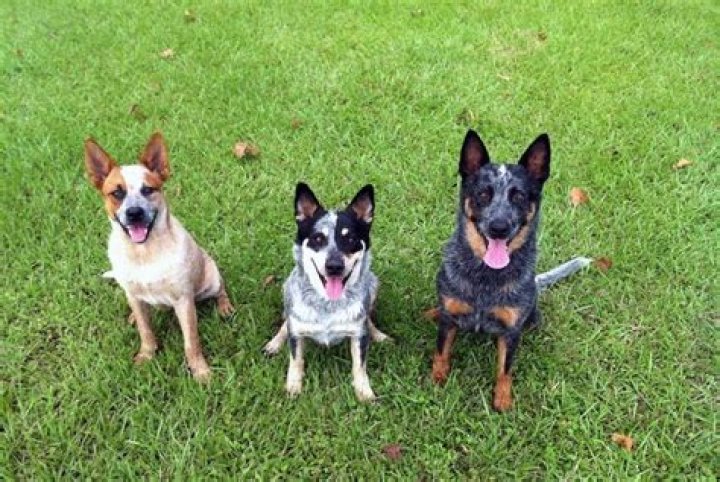 What Is A Texas Heeler
