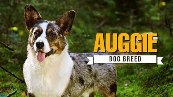 What is Auggie a nickname for?