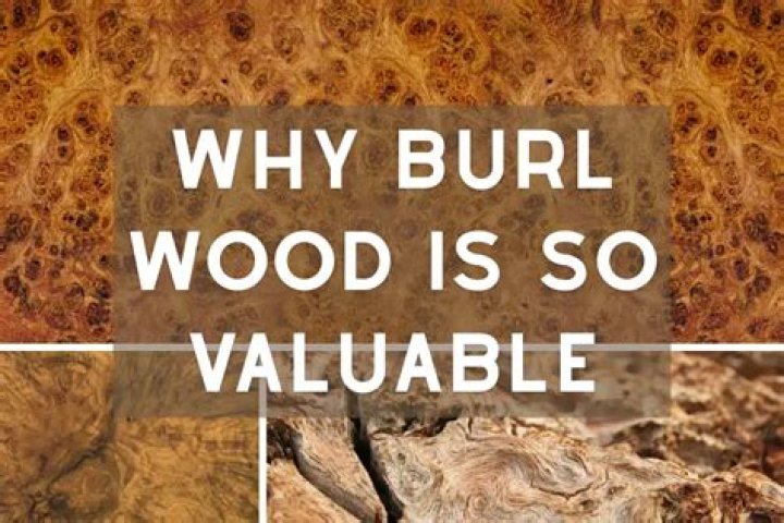 What is burl wood worth?