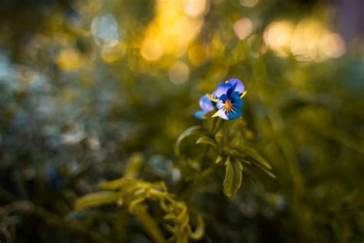 Question: What Is Emphasis In Photography