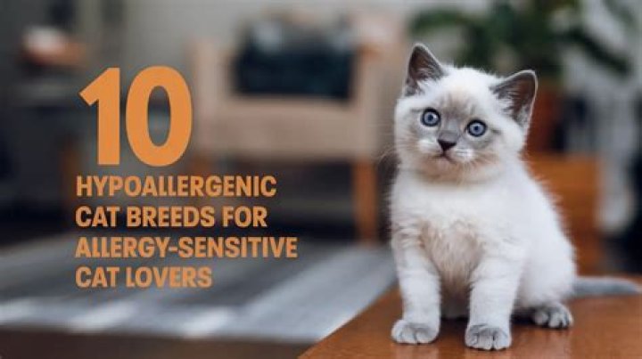 What Is The Cheapest Hypoallergenic Cat