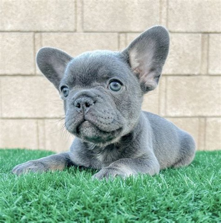 What Is The Difference Between Blue And Lilac French Bulldogs