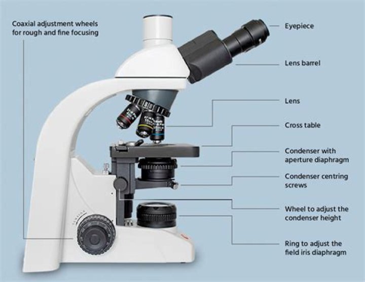 What Is The Purpose Of The Iris On A Microscope