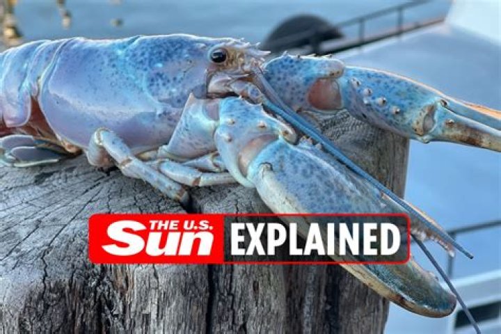 What is the rare cotton candy lobster?