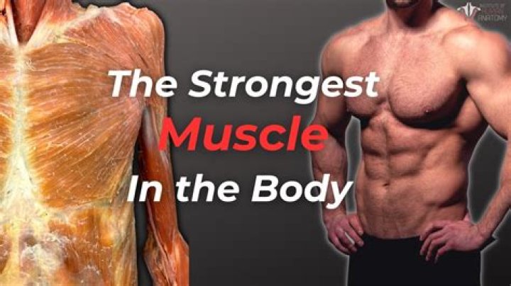 Question: What Is The Second Strongest Muscle In Your Body